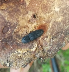 Lacon punctatus