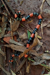 Micrurus lemniscatus