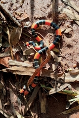 Micrurus lemniscatus