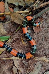 Micrurus lemniscatus