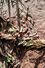 Micrurus lemniscatus