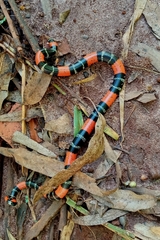 Micrurus lemniscatus