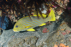 Plectorhinchus polytaenia