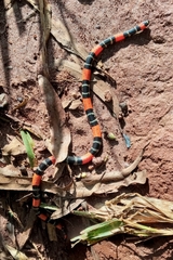 Micrurus lemniscatus