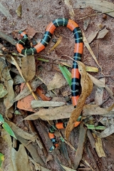 Micrurus lemniscatus