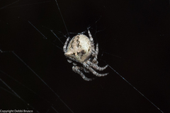 Araneus andrewsi