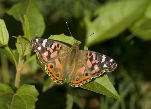 Vanessa braziliensis (Moore, 1883)