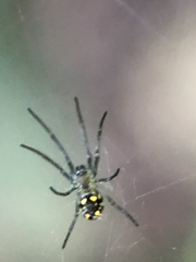 Leucauge