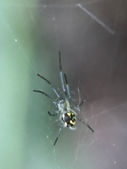Leucauge