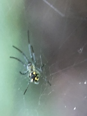 Leucauge