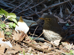 Turdus merula