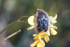 Tropinota squalida