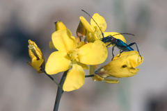 Cartallum ebulinum