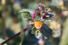 Peribalus strictus strictus