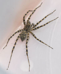 Pardosa mercurialis