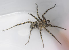 Pardosa mercurialis