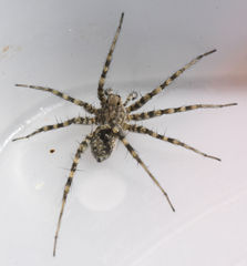 Pardosa mercurialis