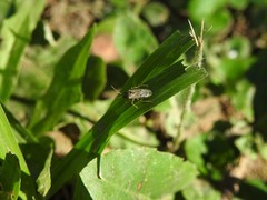 Nysius simulans