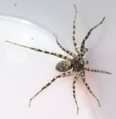 Pardosa mercurialis