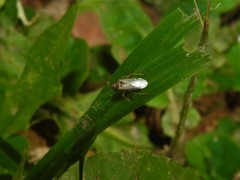 Nysius simulans