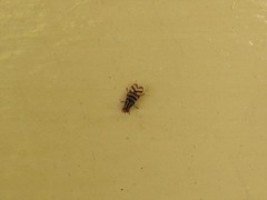 Pterotaenia fasciata