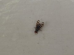 Pterotaenia fasciata
