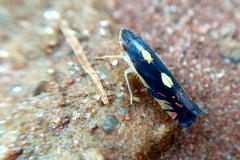 Diedrocephala