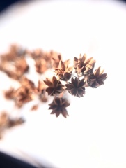 Spiraea alba latifolia