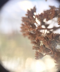 Spiraea alba latifolia