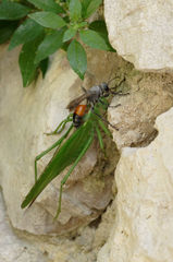 Palmodes occitanicus