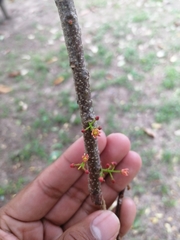Spondias
