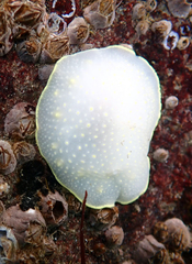 Cadlina