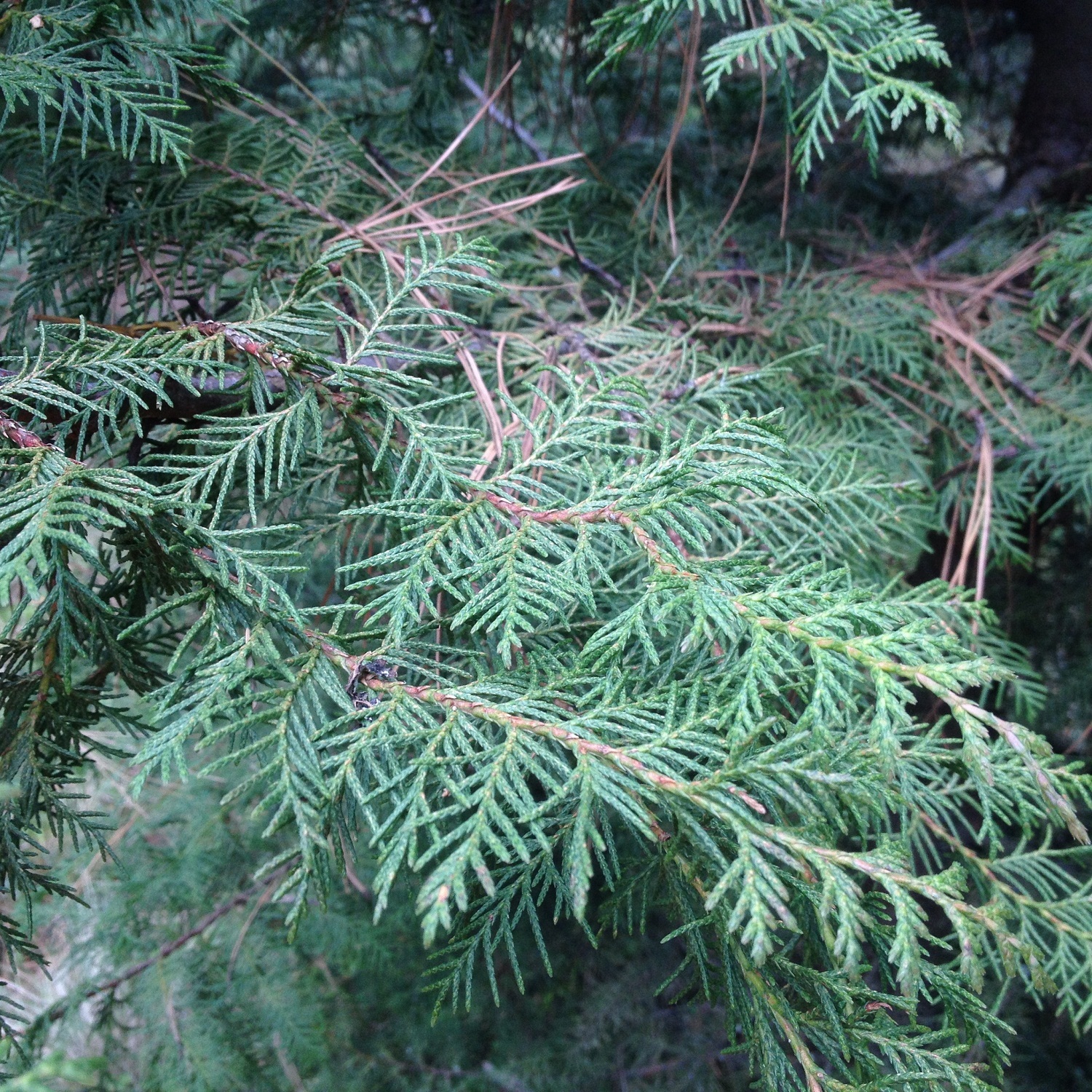 Hesperocyparis benthamii