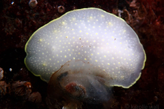 Cadlina klasmalmbergi