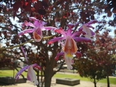 Myrmecophila tibicinis