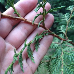 Cupressus benthamii
