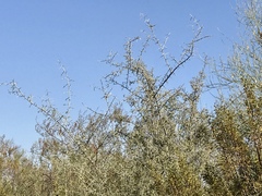 Sarcomphalus obtusifolius canescens