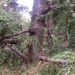 Cupressus benthamii
