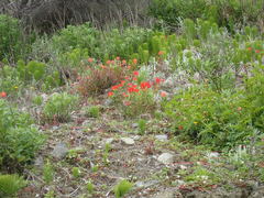 Castilleja miniata dixonii