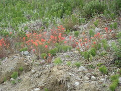 Castilleja miniata dixonii