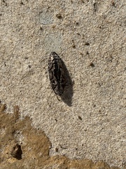 Chalcophora virginiensis