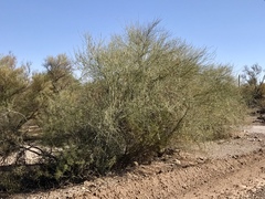 Sarcomphalus obtusifolius canescens