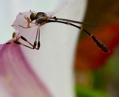 Leptopteromyia americana