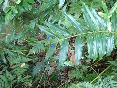 Alpinia arundelliana
