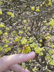 Corylopsis