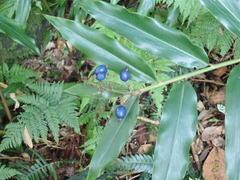 Alpinia arundelliana