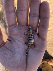 Pachydactylus weberi