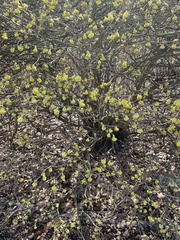 Corylopsis