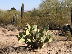 Opuntia engelmannii engelmannii