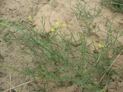 Linaria odora